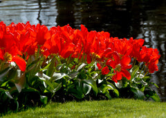 Tulip Bulbs Red Emperor Blooms Species Growing Bonsai Roots Rhizomes Corms Tubers Potted Planting Reblooming Fragrant Garden Flower Seeds Plant - Seedsplant