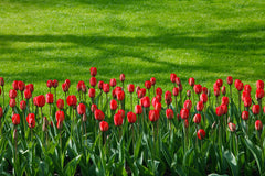 Tulip Bulbs Red Impression Blooms Species Growing Bonsai Roots Rhizomes Corms Tubers Potted Planting Reblooming Fragrant Garden Flower Seeds Plant - Seedsplant