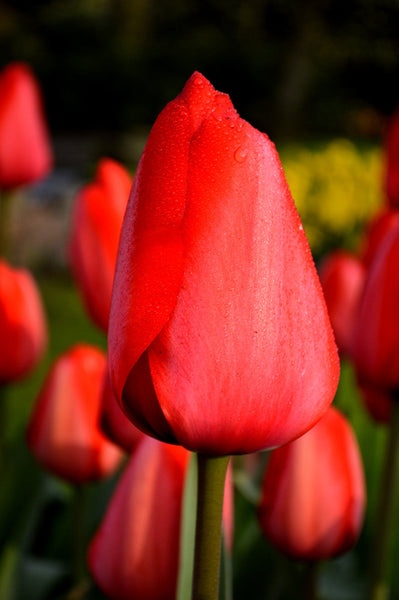 Tulip Bulbs Red Impression Blooms Species Growing Bonsai Roots Rhizomes Corms Tubers Potted Planting Reblooming Fragrant Garden Flower Seeds Plant