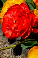 Tulip Bulbs Red Pomponette Blooms Species Growing Bonsai Roots Rhizomes Corms Tubers Potted Planting Reblooming Fragrant Garden Flower Seeds Plant