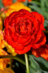 Tulip Bulbs Red Pomponette Blooms Species Growing Bonsai Roots Rhizomes Corms Tubers Potted Planting Reblooming Fragrant Garden Flower Seeds Plant