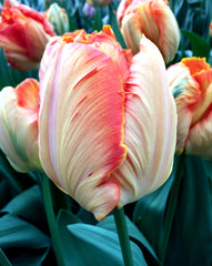 Tulip Bulbs Salmon Parrot Blooms Species Growing Bonsai Roots Rhizomes Corms Tubers Potted Planting Reblooming Fragrant Garden Flower Seeds Plant