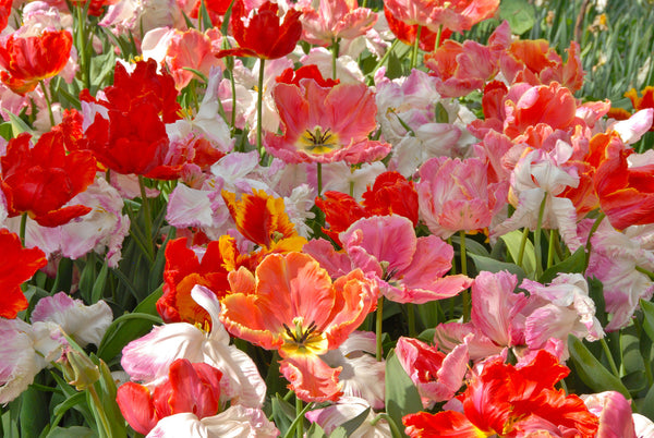 Tulip Bulbs San Fran Mix Blooms Species Growing Bonsai Roots Rhizomes Corms Tubers Potted Planting Reblooming Fragrant Garden Flower Seeds Plant