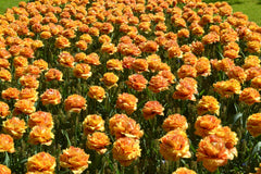 Tulip Bulbs Sensual Touch Blooms Species Growing Bonsai Roots Rhizomes Corms Tubers Potted Planting Reblooming Fragrant Garden Flower Seeds Plant