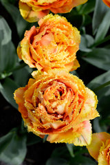 Tulip Bulbs Sensual Touch Blooms Species Growing Bonsai Roots Rhizomes Corms Tubers Potted Planting Reblooming Fragrant Garden Flower Seeds Plant