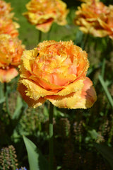 Tulip Bulbs Sensual Touch Blooms Species Growing Bonsai Roots Rhizomes Corms Tubers Potted Planting Reblooming Fragrant Garden Flower Seeds Plant