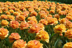 Tulip Bulbs Sensual Touch Blooms Species Growing Bonsai Roots Rhizomes Corms Tubers Potted Planting Reblooming Fragrant Garden Flower Seeds Plant
