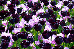 Tulip Bulbs Shades of Purple Collection Blooms Species Growing Bonsai Roots Rhizomes Corms Tubers Potted Planting Reblooming Fragrant Garden Flower Seeds Plant