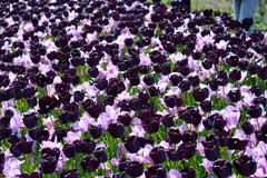 Tulip Bulbs Shades of Purple Collection Blooms Species Growing Bonsai Roots Rhizomes Corms Tubers Potted Planting Reblooming Fragrant Garden Flower Seeds Plant
