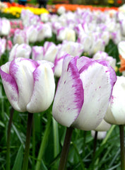 Tulip Bulbs Shirley Blooms Species Growing Bonsai Roots Rhizomes Corms Tubers Potted Planting Reblooming Fragrant Garden Flower Seeds Plant