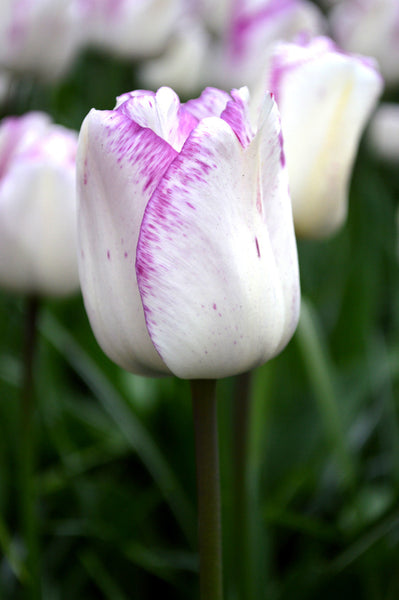 Tulip Bulbs Shirley Blooms Species Growing Bonsai Roots Rhizomes Corms Tubers Potted Planting Reblooming Fragrant Garden Flower Seeds Plant