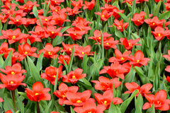 Tulip Bulbs Showwinner Blooms Species Growing Bonsai Roots Rhizomes Corms Tubers Potted Planting Reblooming Fragrant Garden Flower Seeds Plant