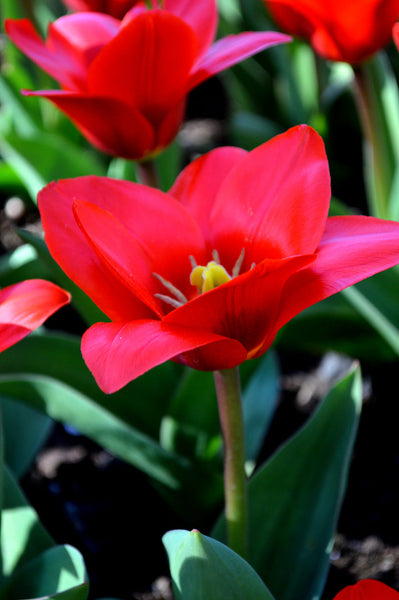 Tulip Bulbs Showwinner Blooms Species Growing Bonsai Roots Rhizomes Corms Tubers Potted Planting Reblooming Fragrant Garden Flower Seeds Plant