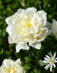 Tulip Bulbs Snow Crystal Blooms Species Growing Bonsai Roots Rhizomes Corms Tubers Potted Planting Reblooming Fragrant Garden Flower Seeds Plant