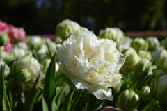 Tulip Bulbs Snow Crystal Blooms Species Growing Bonsai Roots Rhizomes Corms Tubers Potted Planting Reblooming Fragrant Garden Flower Seeds Plant