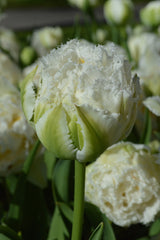 Tulip Bulbs Snow Crystal Blooms Species Growing Bonsai Roots Rhizomes Corms Tubers Potted Planting Reblooming Fragrant Garden Flower Seeds Plant
