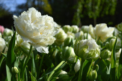Tulip Bulbs Snow Crystal Blooms Species Growing Bonsai Roots Rhizomes Corms Tubers Potted Planting Reblooming Fragrant Garden Flower Seeds Plant