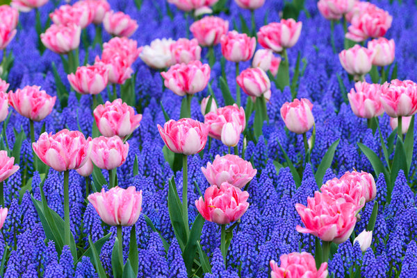 Grape Hyacinth Spring Break Mix Bulbs Blooms Species Growing Bonsai Roots Rhizomes Corms Tubers Potted Planting Reblooming Fragrant Garden Flower Seeds Plant Gardening