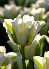 Tulip Bulbs Spring Green Blooms Species Growing Bonsai Roots Rhizomes Corms Tubers Potted Planting Reblooming Fragrant Garden Flower Seeds Plant