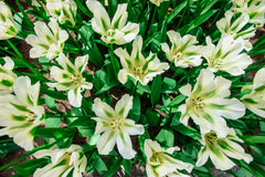 Tulip Bulbs Spring Green Blooms Species Growing Bonsai Roots Rhizomes Corms Tubers Potted Planting Reblooming Fragrant Garden Flower Seeds Plant