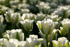 Tulip Bulbs Spring Green Blooms Species Growing Bonsai Roots Rhizomes Corms Tubers Potted Planting Reblooming Fragrant Garden Flower Seeds Plant