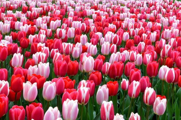 Tulip Bulbs Strawberry Fields Collection Blooms Species Growing Bonsai Roots Rhizomes Corms Tubers Potted Planting Reblooming Fragrant Garden Flower Seeds Plant