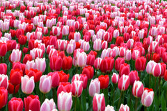 Tulip Bulbs Strawberry Fields Collection Blooms Species Growing Bonsai Roots Rhizomes Corms Tubers Potted Planting Reblooming Fragrant Garden Flower Seeds Plant