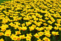 Tulip Bulbs Stresa Blooms Species Growing Bonsai Roots Rhizomes Corms Tubers Potted Planting Reblooming Fragrant Garden Flower Seeds Plant