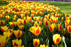 Tulip Bulbs Stresa Blooms Species Growing Bonsai Roots Rhizomes Corms Tubers Potted Planting Reblooming Fragrant Garden Flower Seeds Plant
