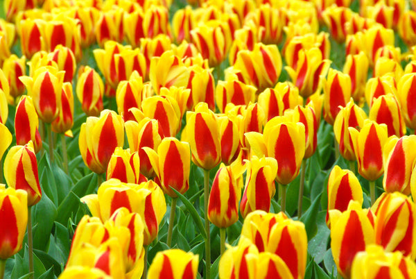 Tulip Bulbs Stresa Blooms Species Growing Bonsai Roots Rhizomes Corms Tubers Potted Planting Reblooming Fragrant Garden Flower Seeds Plant