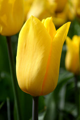 Tulip Bulbs Strong Gold Blooms Species Growing Bonsai Roots Rhizomes Corms Tubers Potted Planting Reblooming Fragrant Garden Flower Seeds Plant - Seedsplant