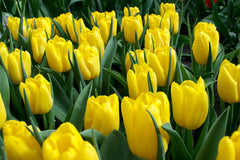 Tulip Bulbs Strong Gold Blooms Species Growing Bonsai Roots Rhizomes Corms Tubers Potted Planting Reblooming Fragrant Garden Flower Seeds Plant - Seedsplant