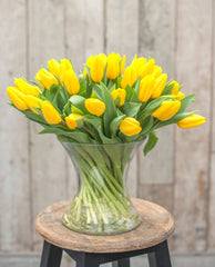 Tulip Bulbs Strong Gold Blooms Species Growing Bonsai Roots Rhizomes Corms Tubers Potted Planting Reblooming Fragrant Garden Flower Seeds Plant - Seedsplant