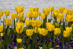 Tulip Bulbs Strong Gold Blooms Species Growing Bonsai Roots Rhizomes Corms Tubers Potted Planting Reblooming Fragrant Garden Flower Seeds Plant - Seedsplant