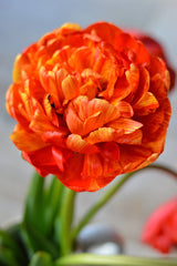 Tulip Bulbs Sunlover Blooms Species Growing Bonsai Roots Rhizomes Corms Tubers Potted Planting Reblooming Fragrant Garden Flower Seeds Plant