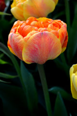 Tulip Bulbs Sunlover Blooms Species Growing Bonsai Roots Rhizomes Corms Tubers Potted Planting Reblooming Fragrant Garden Flower Seeds Plant