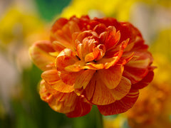 Tulip Bulbs Sunlover Blooms Species Growing Bonsai Roots Rhizomes Corms Tubers Potted Planting Reblooming Fragrant Garden Flower Seeds Plant