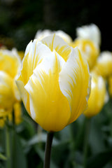 Tulip Bulbs Sweetheart Blooms Species Growing Bonsai Roots Rhizomes Corms Tubers Potted Planting Reblooming Fragrant Garden Flower Seeds Plant - Seedsplant