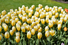 Tulip Bulbs Sweetheart Blooms Species Growing Bonsai Roots Rhizomes Corms Tubers Potted Planting Reblooming Fragrant Garden Flower Seeds Plant - Seedsplant