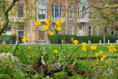 Tulip Bulbs Sylvestris Blooms Species Growing Bonsai Roots Rhizomes Corms Tubers Potted Planting Reblooming Fragrant Garden Flower Seeds Plant