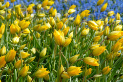 Tulip Bulbs Sylvestris Blooms Species Growing Bonsai Roots Rhizomes Corms Tubers Potted Planting Reblooming Fragrant Garden Flower Seeds Plant