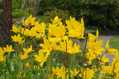 Tulip Bulbs Sylvestris Blooms Species Growing Bonsai Roots Rhizomes Corms Tubers Potted Planting Reblooming Fragrant Garden Flower Seeds Plant