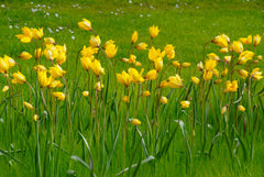 Tulip Bulbs Sylvestris Blooms Species Growing Bonsai Roots Rhizomes Corms Tubers Potted Planting Reblooming Fragrant Garden Flower Seeds Plant
