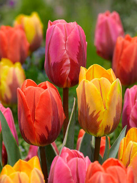 Tulip Bulbs The Legends Collection Blooms Species Growing Bonsai Roots Rhizomes Corms Tubers Potted Planting Reblooming Fragrant Garden Flower Seeds Plant