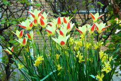 Tulip Bulbs Miniature Naturalizing Collection Blooms Species Growing Bonsai Roots Rhizomes Corms Tubers Potted Planting Reblooming Fragrant Garden Flower Seeds Plant