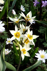 Tulip Bulbs Turkestanica Blooms Species Growing Bonsai Roots Rhizomes Corms Tubers Potted Planting Reblooming Fragrant Garden Flower Seeds Plant