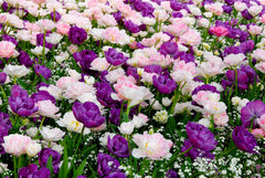Tulip Bulbs Venice Collection Blooms Species Growing Bonsai Roots Rhizomes Corms Tubers Potted Planting Reblooming Fragrant Garden Flower Seeds Plant - Seedsplant
