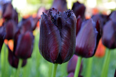 Tulip Bulbs Vincent van Gogh Blooms Species Growing Bonsai Roots Rhizomes Corms Tubers Potted Planting Reblooming Fragrant Garden Flower Seeds Plant