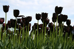 Tulip Bulbs Vincent van Gogh Blooms Species Growing Bonsai Roots Rhizomes Corms Tubers Potted Planting Reblooming Fragrant Garden Flower Seeds Plant
