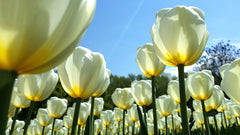 Tulip Bulbs White Emperor Blooms Species Growing Bonsai Roots Rhizomes Corms Tubers Potted Planting Reblooming Fragrant Garden Flower Seeds Plant